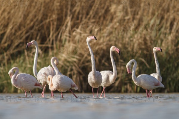 Greater Flamingo (phoenicopterus roseus), on marsh, Castile-La Mancha, Spain
