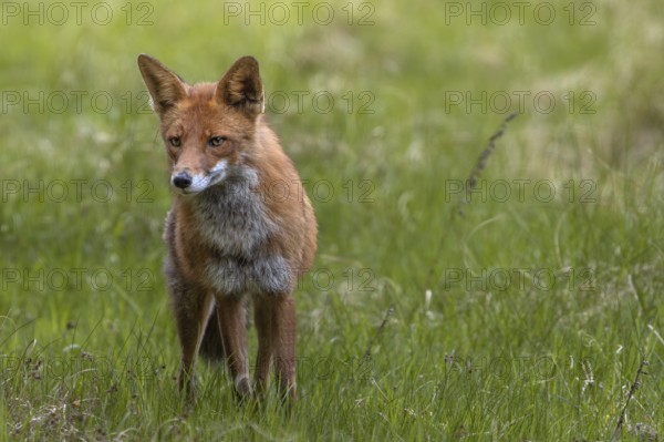 Concentrating, the red fox (Vulpes vulpes) tries to find the source of the sound, hunting, attracting, June, Denmark