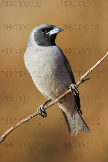 Masked Woodswallow (Artamus personatus), Western Australia, Australia
