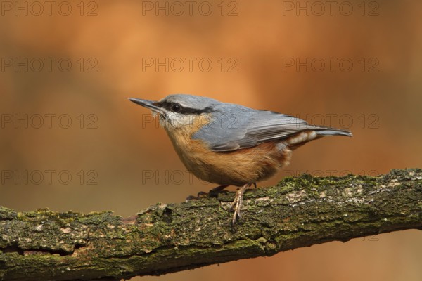 Eurasian Nuthatch (Sitta europaea), Utrecht, Netherlands