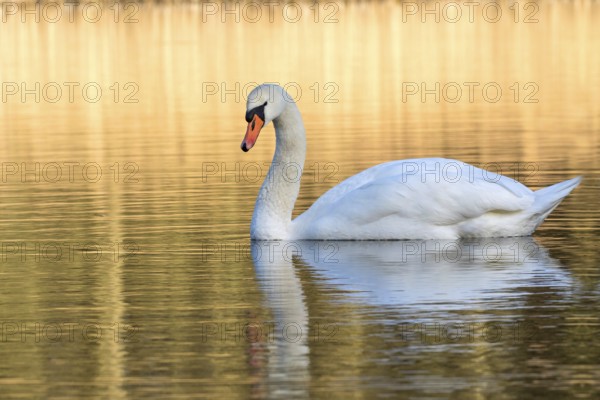 Mute Swan (Cygnus olor), Mecklenburg-Western Pomerania, Germany