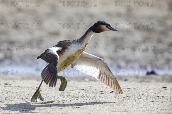 Great Crested Grebe (Podiceps cristatus), North Rhine-Westphalia, Germany