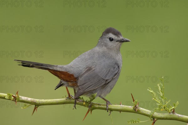 Grey Catbird (Dumetella carolinensis), Texas, USA
