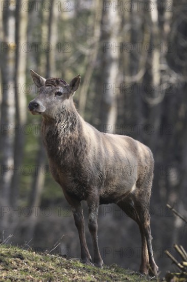 Red deer (Cervus elaphus) without antlers, has shed both poles, Allgäu, Bavaria, Germany
