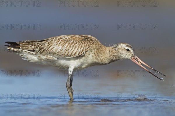 Bar-tailed Godwit (Limosa lapponica), Oman