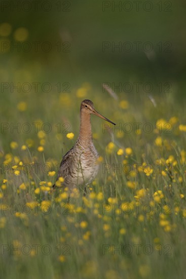 Black-tailed Godwit (Limosa limosa) on grassland with flowering meadow buttercup (Ranunculus acris), Schleswig-Holstein, Germany