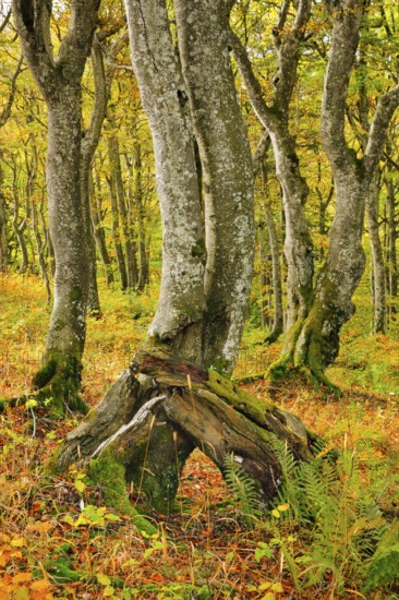 Gnarled beech forest in autumn on the Weissenstein, Swiss Jura in the canton of Solothurn, Switzerland