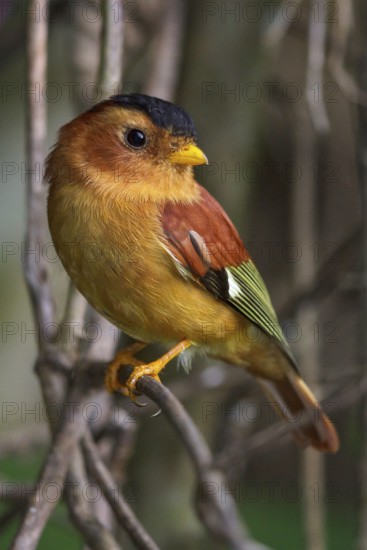 Black-capped Piprites (Piprites pileata) perched on a branch in the Atlantic rainforest of southeast Brazil