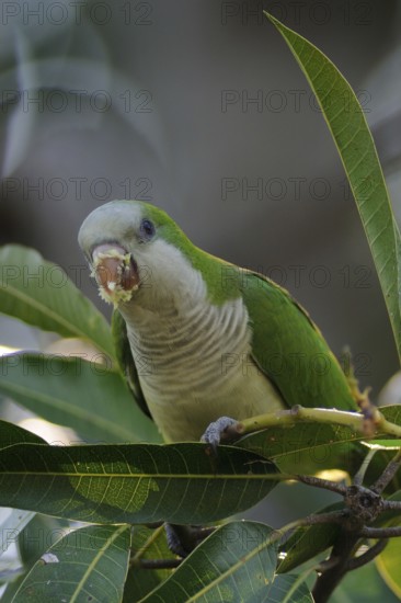 Monk Parakeet (Myiopsitta monachus) foraging, Pantanal, Brazil