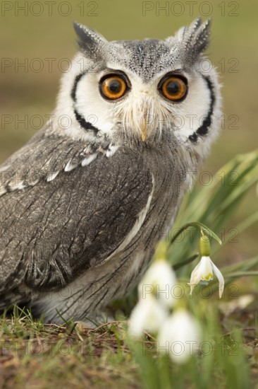 Southern White-faced Owl (Ptilopsis granti) captive, Germany