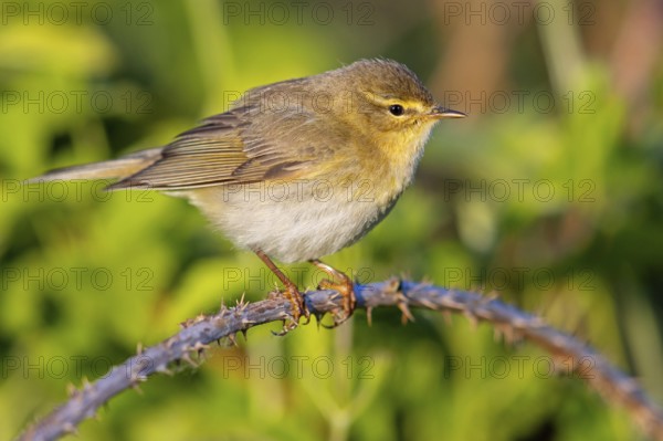 Willow Warbler, Willow Warbler, Phylloscopus trochilus, Pouillot fitis, Mosquitero Musical, Bad Dürkheim district, Erpolzheim, Rhineland-Palatinate, Germany