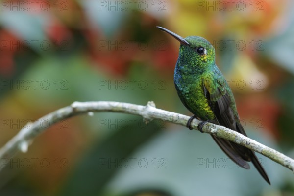 Cuban Emerald (Chlorostilbon ricordii) perched on a branch in Cuba