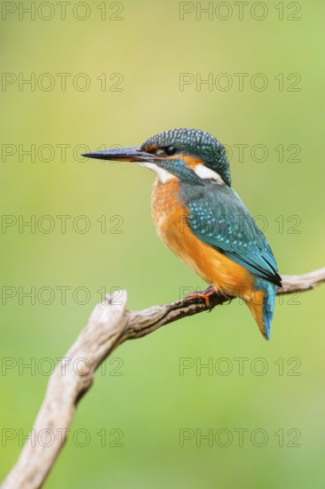 Common kingfisher (Alcedo atthis) sitting on an old wooden branch in late summer, wildife, Bavaria, Germany