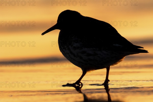 Purple Sandpiper (Calidris maritima), Norway
