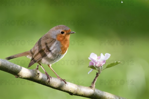 A robin (Erithacus rubecula) on a branch of a flowering apple tree (Malus domestica) next to a pink blossom in a green environment, Dümmer nature park Park, Lower Saxony, GermanyA robin on a branch of a flowering apple tree (Malus domestica) next to a pink blossom in a green environment, Dümmer Nature Park, Lower Saxony, Germany