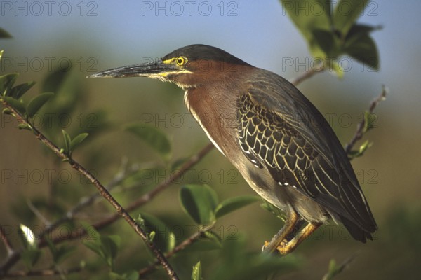 Green Heron (Butorides virescens), Florida, USA