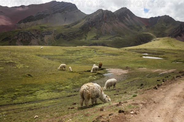 Alpacas graze peacefully in the stunning landscape of Peru's famous Vinicunca, also known as the Rainbow Mountain range