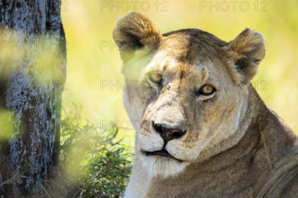 A majestic lioness rests in the lush grasslands of the Kenyan savanna, its gaze steady and powerful. The warm sunlight filters through the foliage, highlighting its regal features
