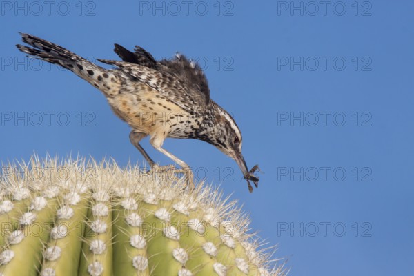 Cactus Wren Campylorhynchus brunneicapillus Tucson, Arizona, United States 18 March Adult with insect prey. Troglodytidae Arizona's State Bird