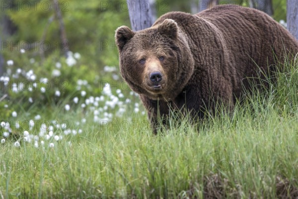 European brown bear (Ursus arctos), Europe, Scandinavia, Finland
