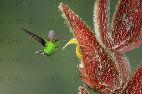 Coppery-headed Emerald (Elvira cupreiceps), Costa Rica