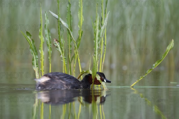 Little Grebe (Tachybaptus ruficollis), Saxony, Germany
