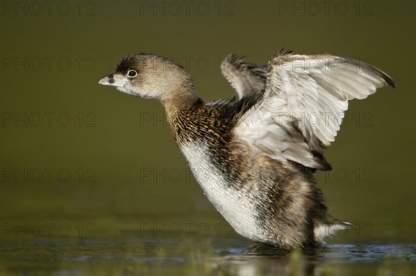 Pied-billed Grebe (Podilymbus podiceps), Texas, USA