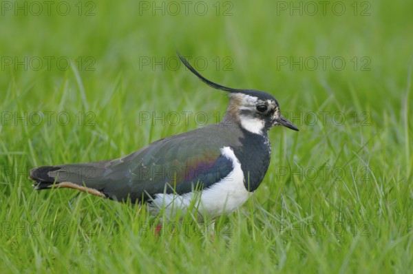 Kiebitz (Vanellus vanellus), Lapwing, im Prachtkleid, morgens, April, NSG Dingdener Heide, Nordrhein-Westfalen, Deutschland