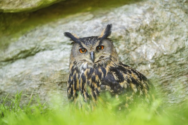 Eurasian eagle-owl (Bubo bubo) sitting on a rock in a stone wall, Bavaria, Germany