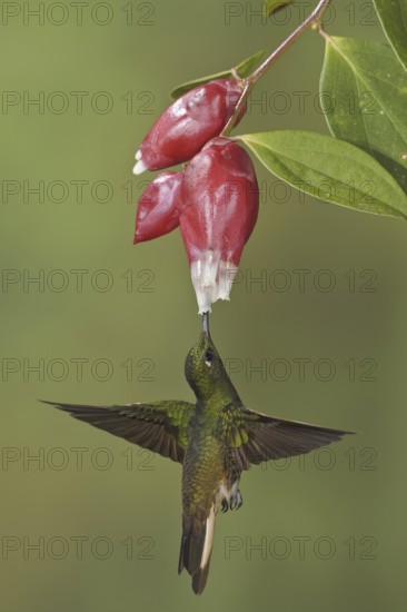 Buff-tailed Coronet (Boissonneaua flavescens), Ecuador