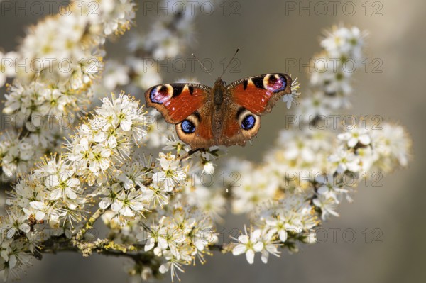 European Peacock Butterfly (Aglais io) sitting on white blossom of blooming tree in spring, Baden-Wuerttemberg, Germany