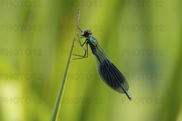 Banded demoiselle damselfly (Calopteryx splendens) adult male insect feeding on a small bug on a reed leaf in summer, Suffolk, England, United Kingdom
