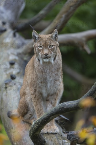 One Eurasian lynx, (Lynx lynx), sitting on fallen dead tree with a green natural background and autumnal leaves in the foreground