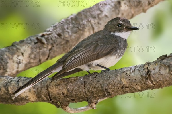 Northern Fantail (Rhipidura rufiventris), Northern Territory, Australia