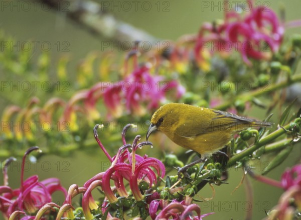 Kauai Amakihi (Chlorodrepanis stejnegeri) male, Hawaii, USA