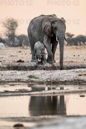 African elephant (Loxodonta africana), mother with young, drinking at the waterhole, reflection, at sunset, Nxai Pan National Park, Botswana