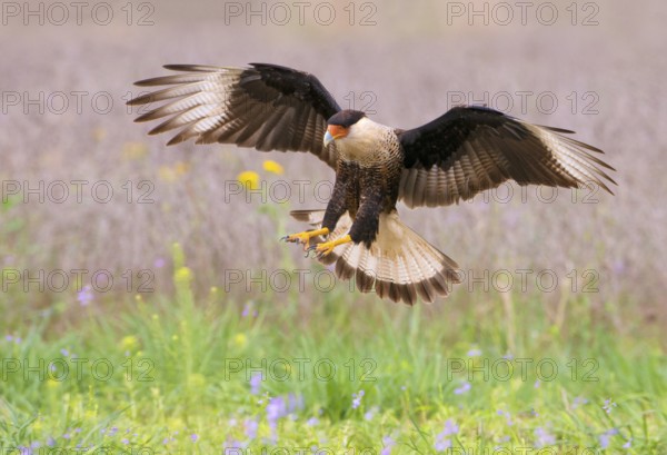 Crested Caracara (Caracara cheriway)