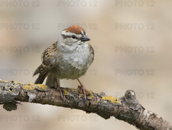 Chipping Sparrow, Spizella passerina, male perched in Saskatoon, Saskatchewan, Canada