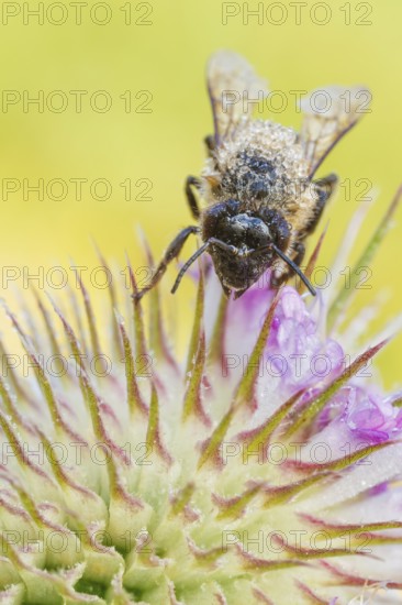 Westliche Honigbiene, Apis mellifera Western Honey Bee, Apis mellifera