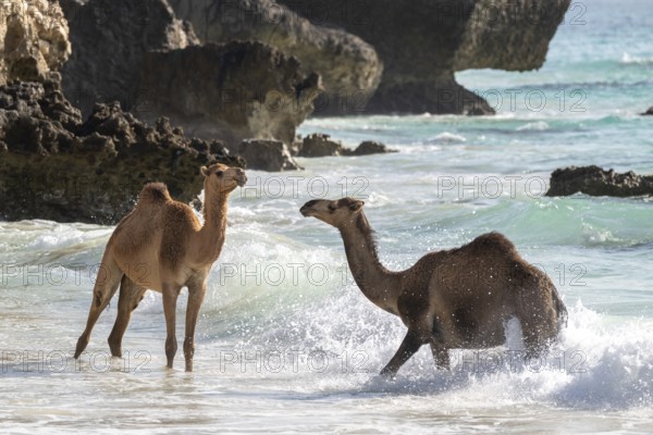 Dromedary (Camelus dromedarius), camels, bathing in the sea, Oman
