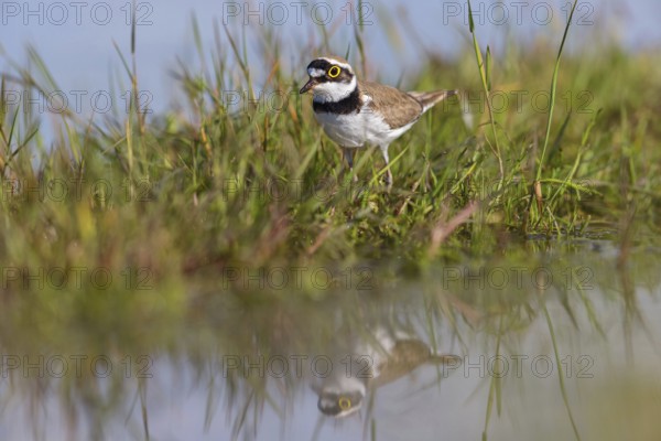 Little Ringed Plover, Little Plover, Little Plover, Charadrius dubius, Petit Gravelot, Chorlitejo Chico, Hides De Calera Tumbihide, Calera Y Chozas, Castilla La Mancha / Toledo, Spain
