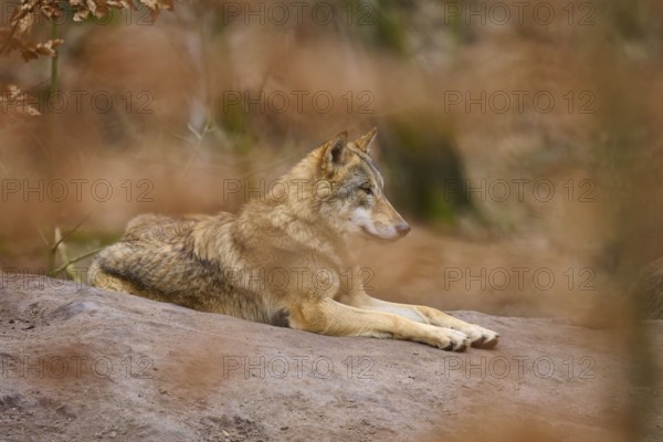 A wolf lies quietly on a hill in an autumnal forest, wrapped in rustic colours, Wolf (Canis Lupus), Germany