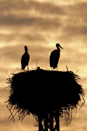 White Stork (Ciconia ciconia) nest, Brandenburg, Germany