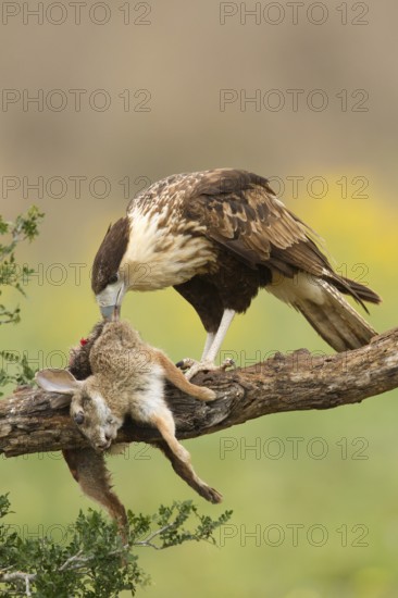 Northern Crested Caracara (Caracara cheriway) juvenile eats on carrion, Texas, USA