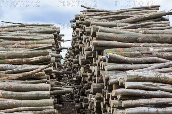Pile of beech wood, Germany
