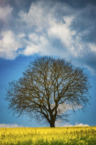 Old English oak (Quercus robur), on the Hödinger Berg, Hödingen, Lake Constance district, Upper Swabia, Baden-Württemberg, Germany