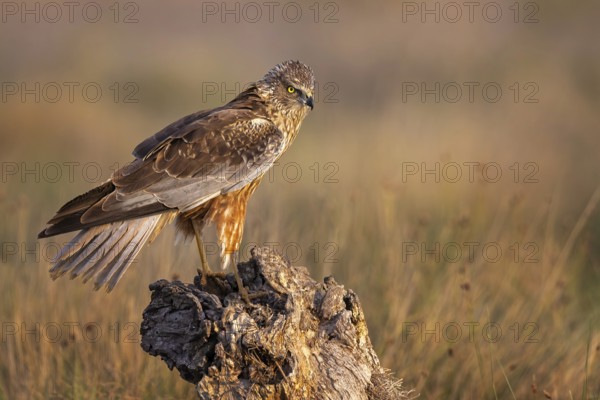 Western Marsh Harrier (Circus aeruginosus) male, Spain
