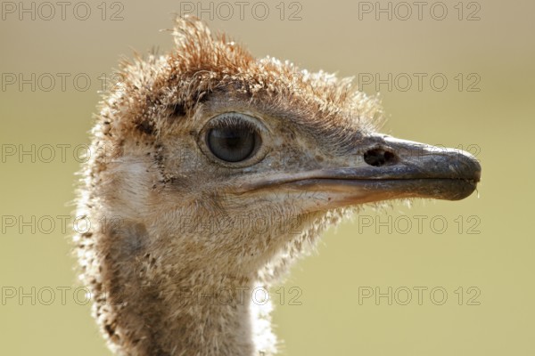 Common Ostrich (Struthio camelus) juvenile, Rhineland-Palatinate, Germany