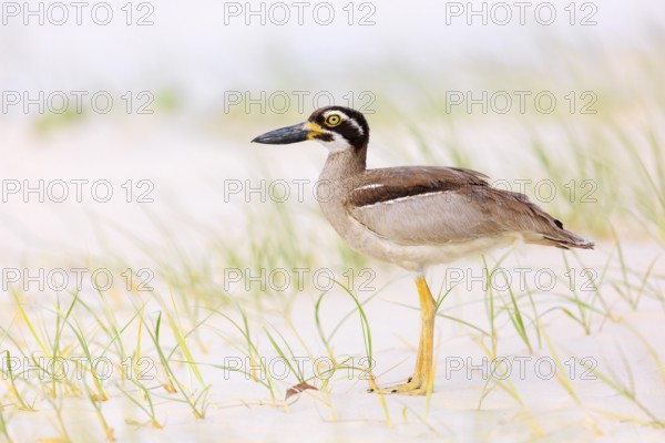 Beach Stone-curlew (Esacus magnirostris), Queensland, Australia