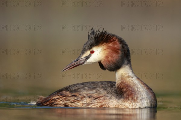 Great Crested Grebe (Podiceps cristatus), North Rhine-Westphalia, Germany